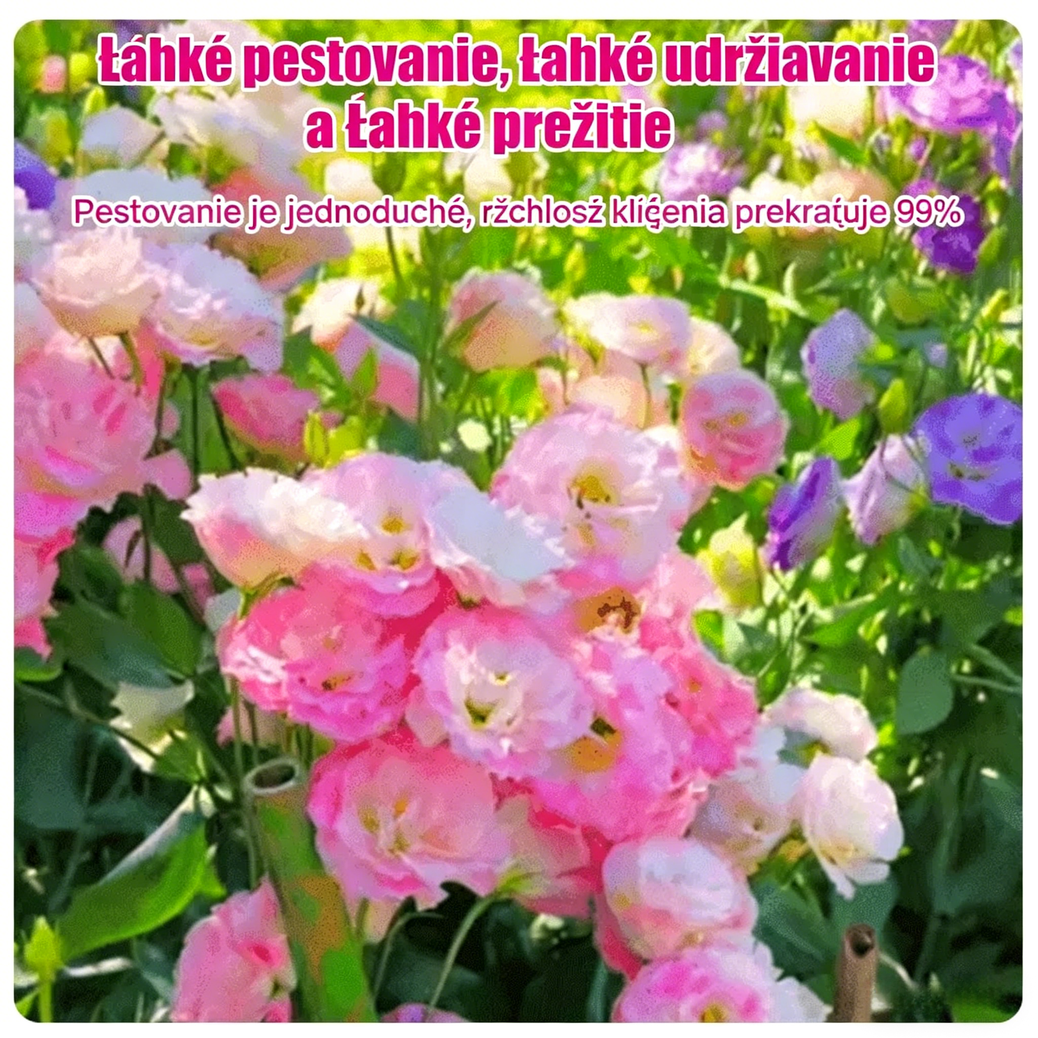 🌈🌸[Kvitne aj v mrazivých zimách] Semená lisianthusu najvyššej kvality🌸