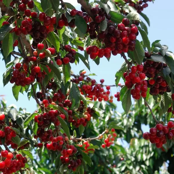 🌟 Obrovské sladké čerešňové semienka – pestujte obrovské, šťavnaté čerešne doma! 🍒✨