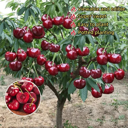 🌟 Obrovské sladké čerešňové semienka – pestujte obrovské, šťavnaté čerešne doma! 🍒✨