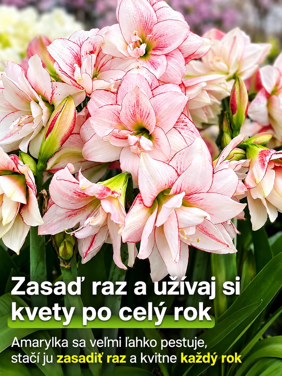 🌸Vôňavé, celoročne kvitnúce cibuľky amarilisu 🌿✨