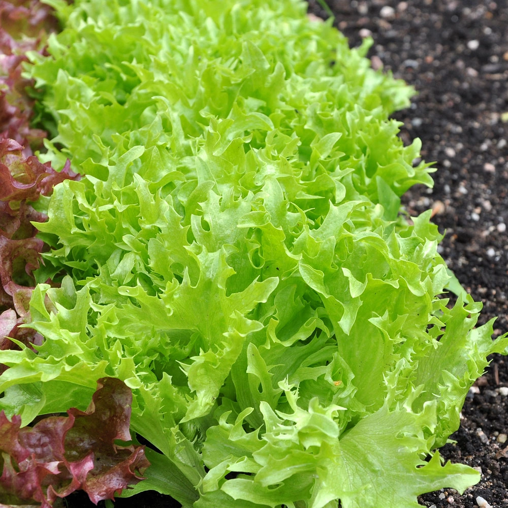 🏆 Viac ako 20 000 objednávok s nadšenými recenziami! 🥗☀️ Chrumkavé semienka rímskeho šalátu - klíčia za 7 dní, zbierajú sa za 30 dní, sú hlavnou ingredienciou vašich domácich šalátov 🌱