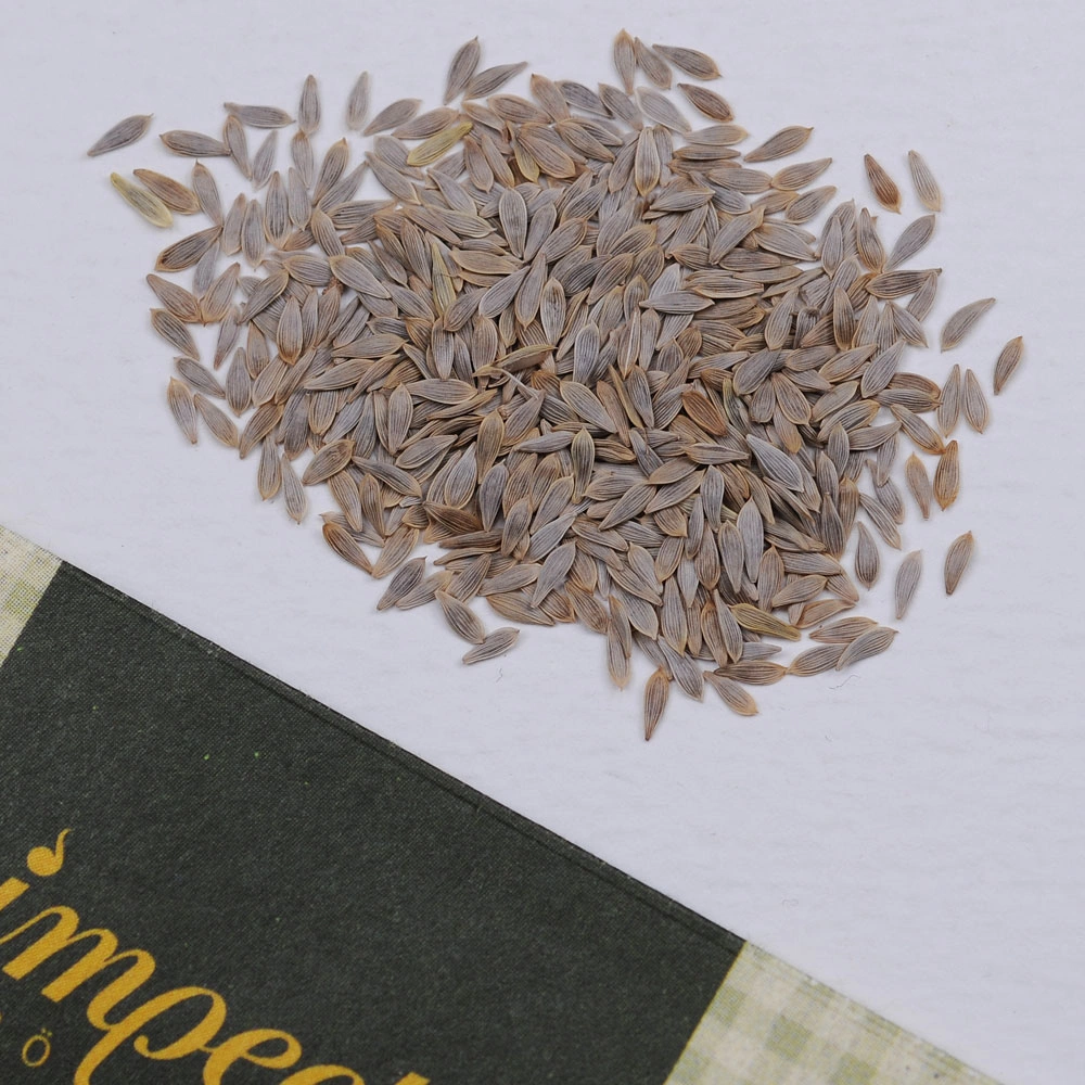 🏆 Viac ako 20 000 objednávok s nadšenými recenziami! 🥗☀️ Chrumkavé semienka rímskeho šalátu - klíčia za 7 dní, zbierajú sa za 30 dní, sú hlavnou ingredienciou vašich domácich šalátov 🌱