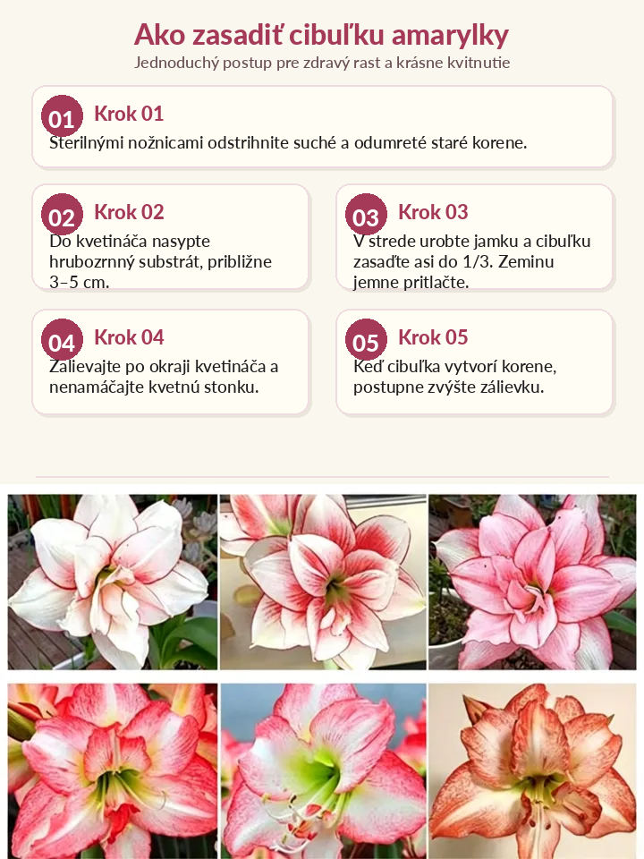 🌸Vôňavé, celoročne kvitnúce cibuľky amarilisu 🌿✨