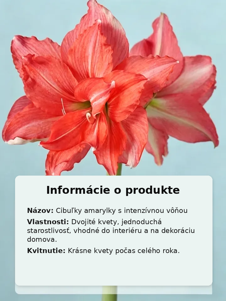 🌸Vôňavé, celoročne kvitnúce cibuľky amarilisu 🌿✨