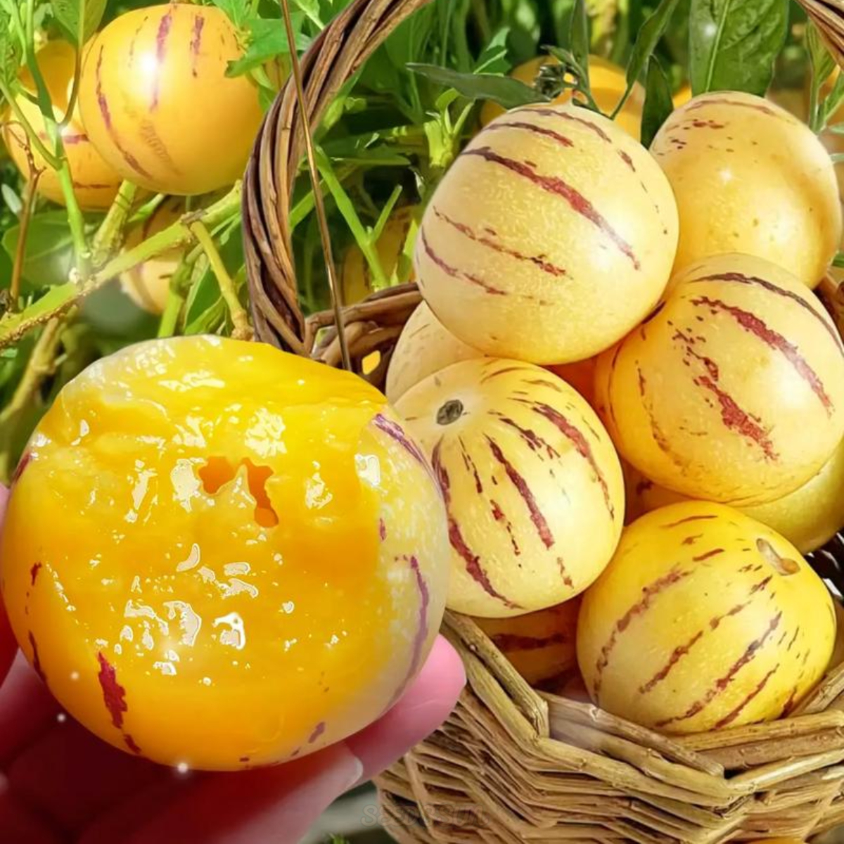 🌿Semená ženšenu – ľahko sa pestujú🌱