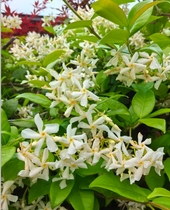 🏆 Viac než 75000 predaných balení! ❄️Semená jazmínu „Polnočná vôňa“ – zimná výsadba, trvalé a voňavé kvety 🌸(iba semená, bez kvetináča)