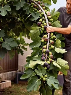 🔥Výpredaj so zľavou 49 %🔥Semená figovníka Mission Fig (Ficus carica) – odolný, ľahko pestovateľný trváci ovocný strom