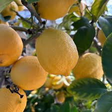 🍋Citron v květináči – voňavá citrusová rostlina do domácnosti