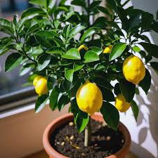 🍋Citron v květináči – voňavá citrusová rostlina do domácnosti