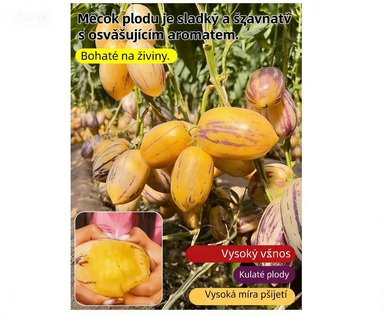 🌿Semená ženšenu – ľahko sa pestujú🌱