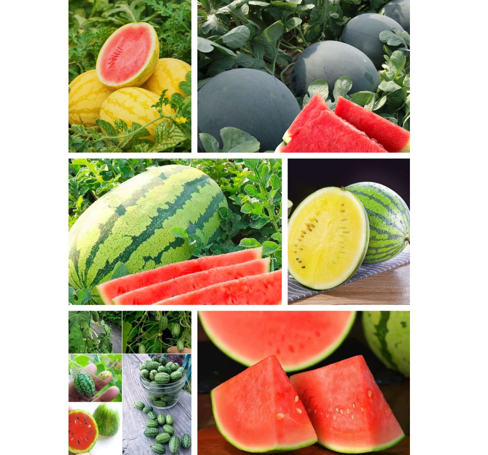 🍉 Semienka červeného rubínového melóna – Vysoký výnos, tenká šupka, sladký a šťavnatý, ideálne aj na pestovanie v kvetináči