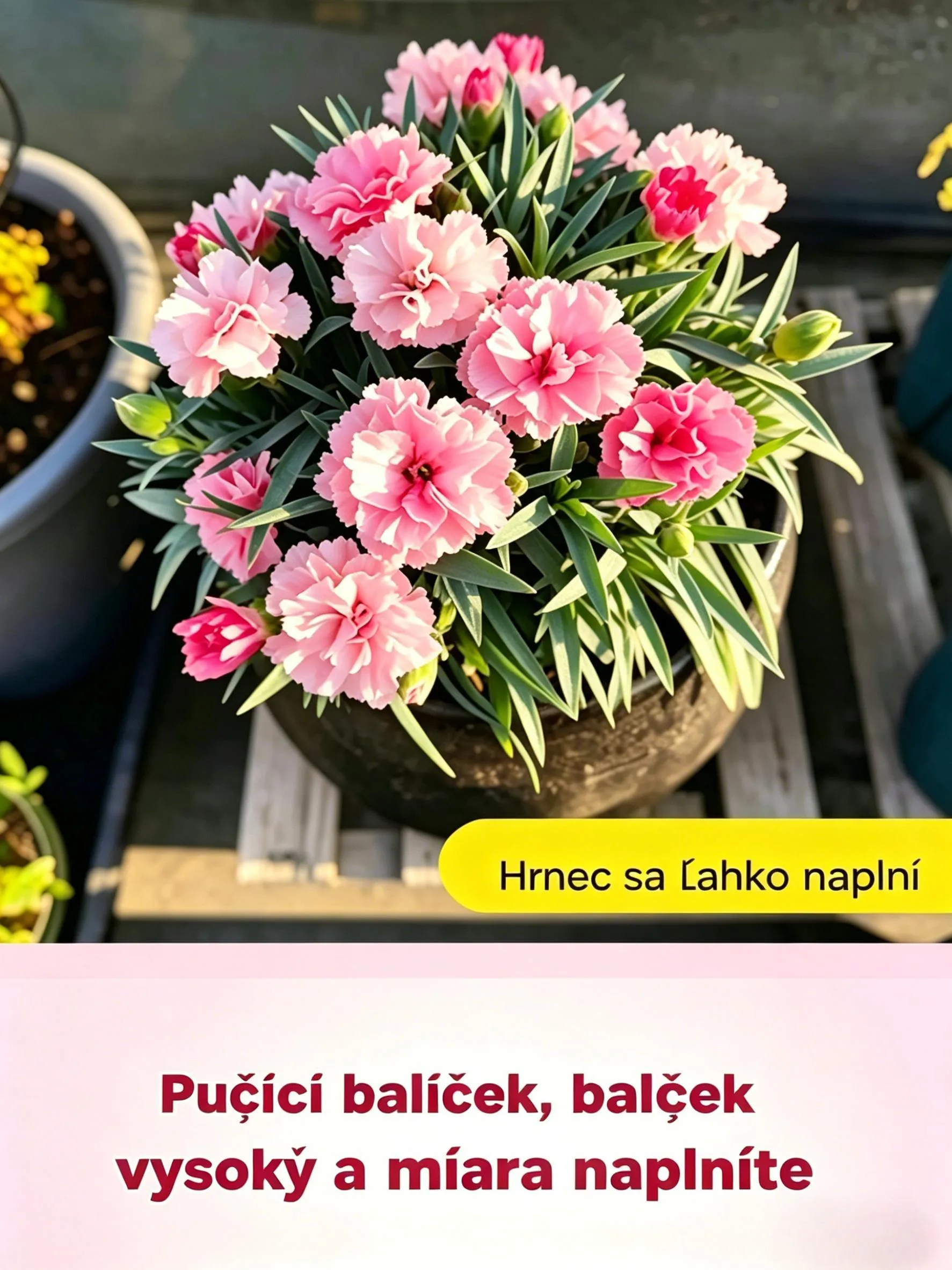 💐 Semená dvojkvetého klinčeka