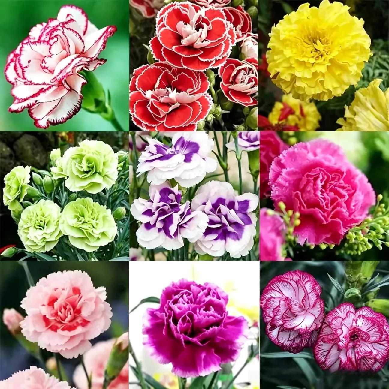 💐 Semená dvojkvetého klinčeka