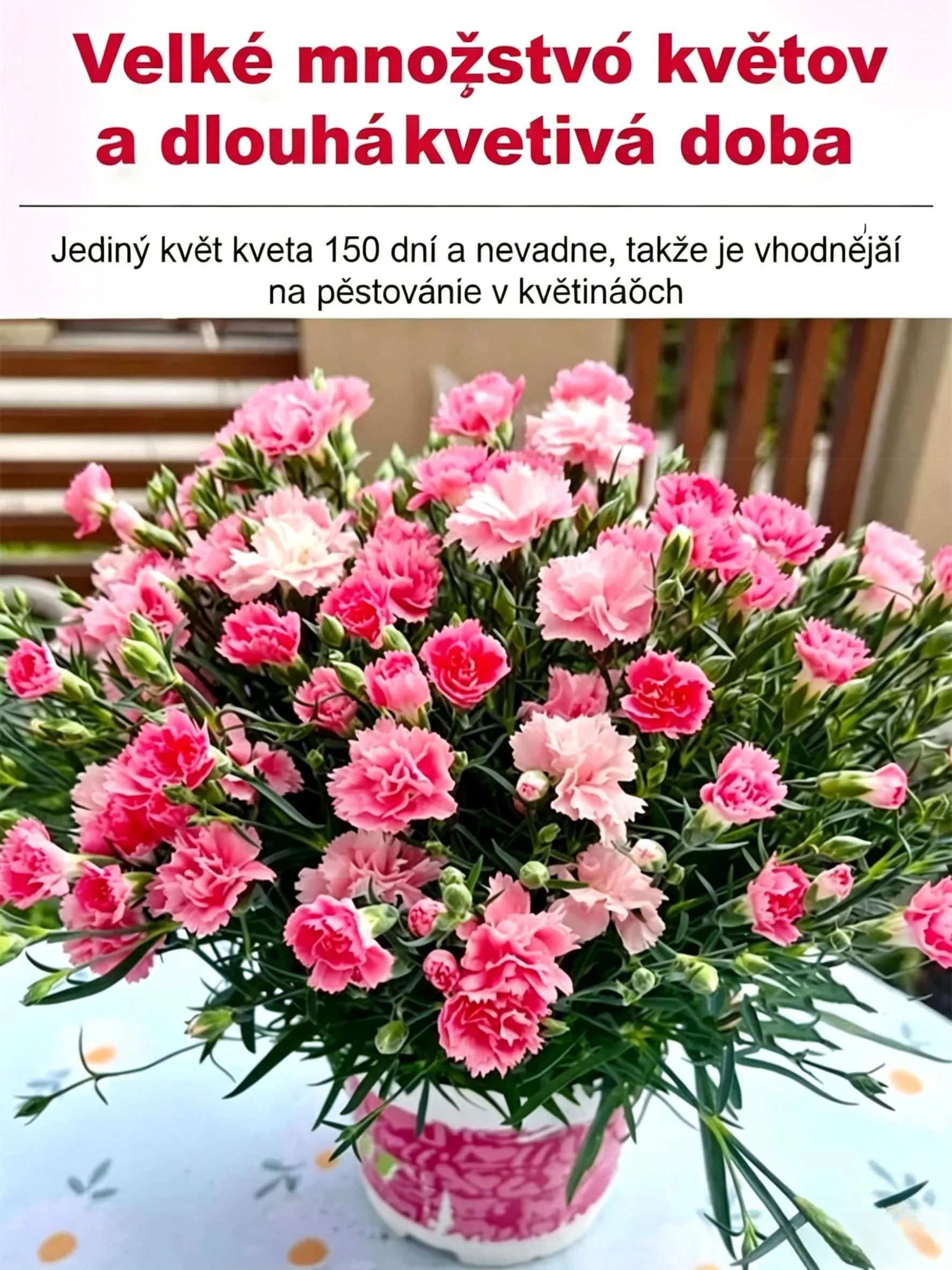 💐 Semená dvojkvetého klinčeka