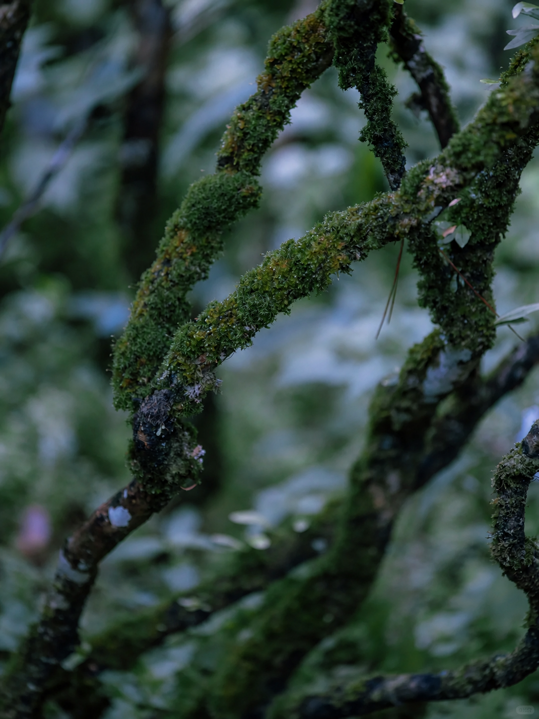 Yunnan Pu-erh tea origin guide