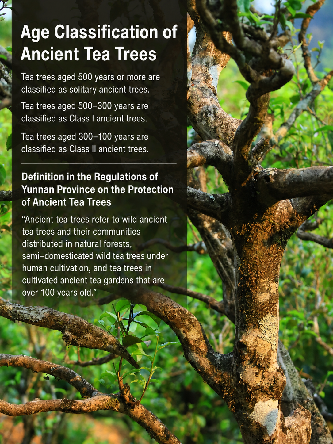 Why 100-year-old tea trees matter in Pu-erh tea