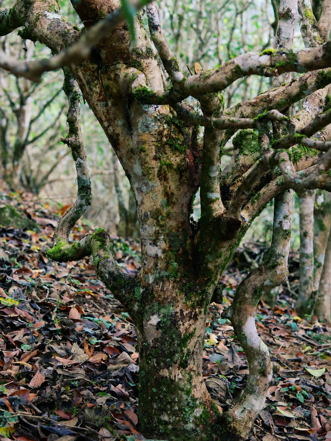 Deep roots of ancient tea trees and Pu-erh flavor