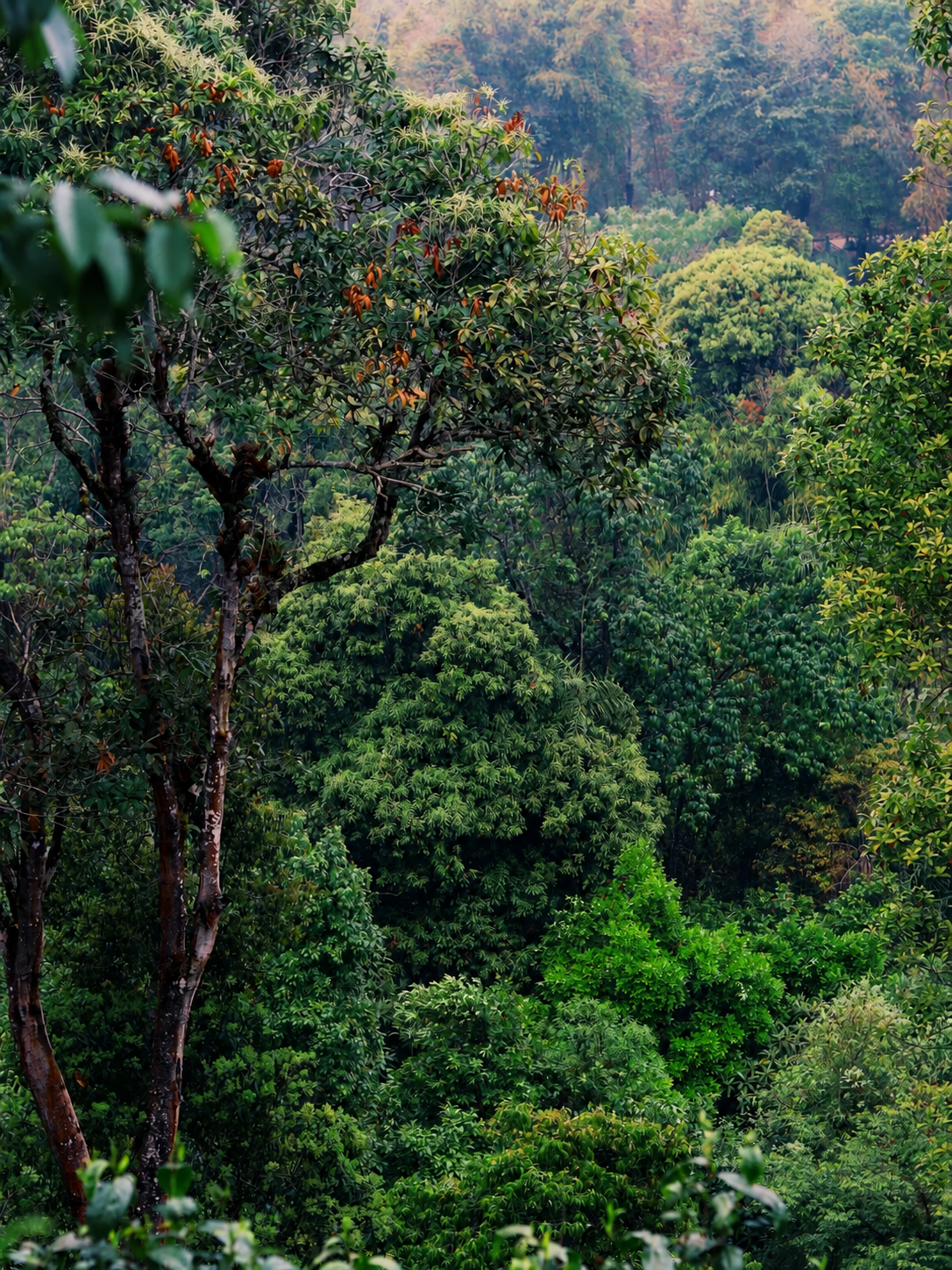 Yunnan old tree Pu-erh tea natural growing environment