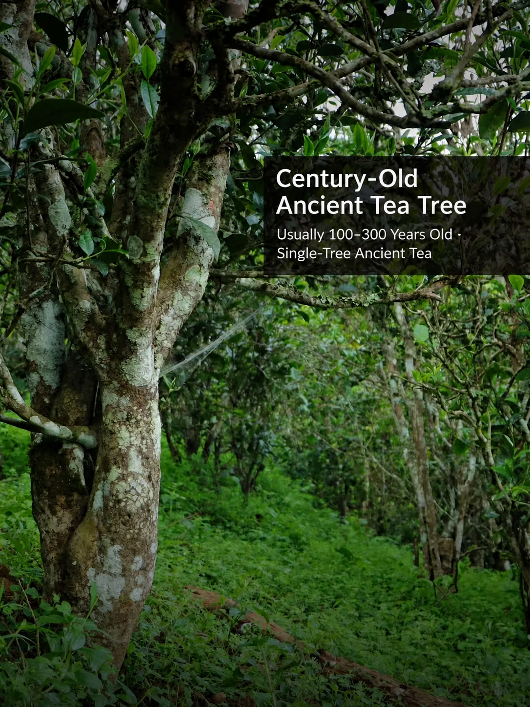 Ancient tree tea aroma texture and aftertaste