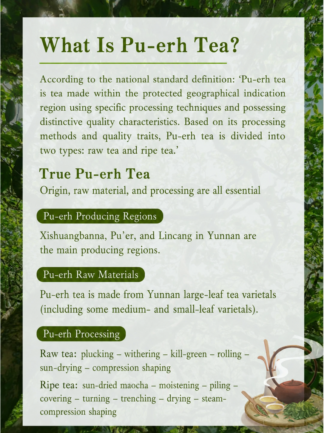 Raw Pu-erh and ripe Pu-erh tea beginner guide