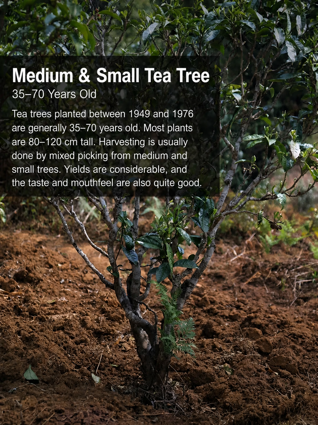 Yunnan ancient tree Pu-erh tea aging potential