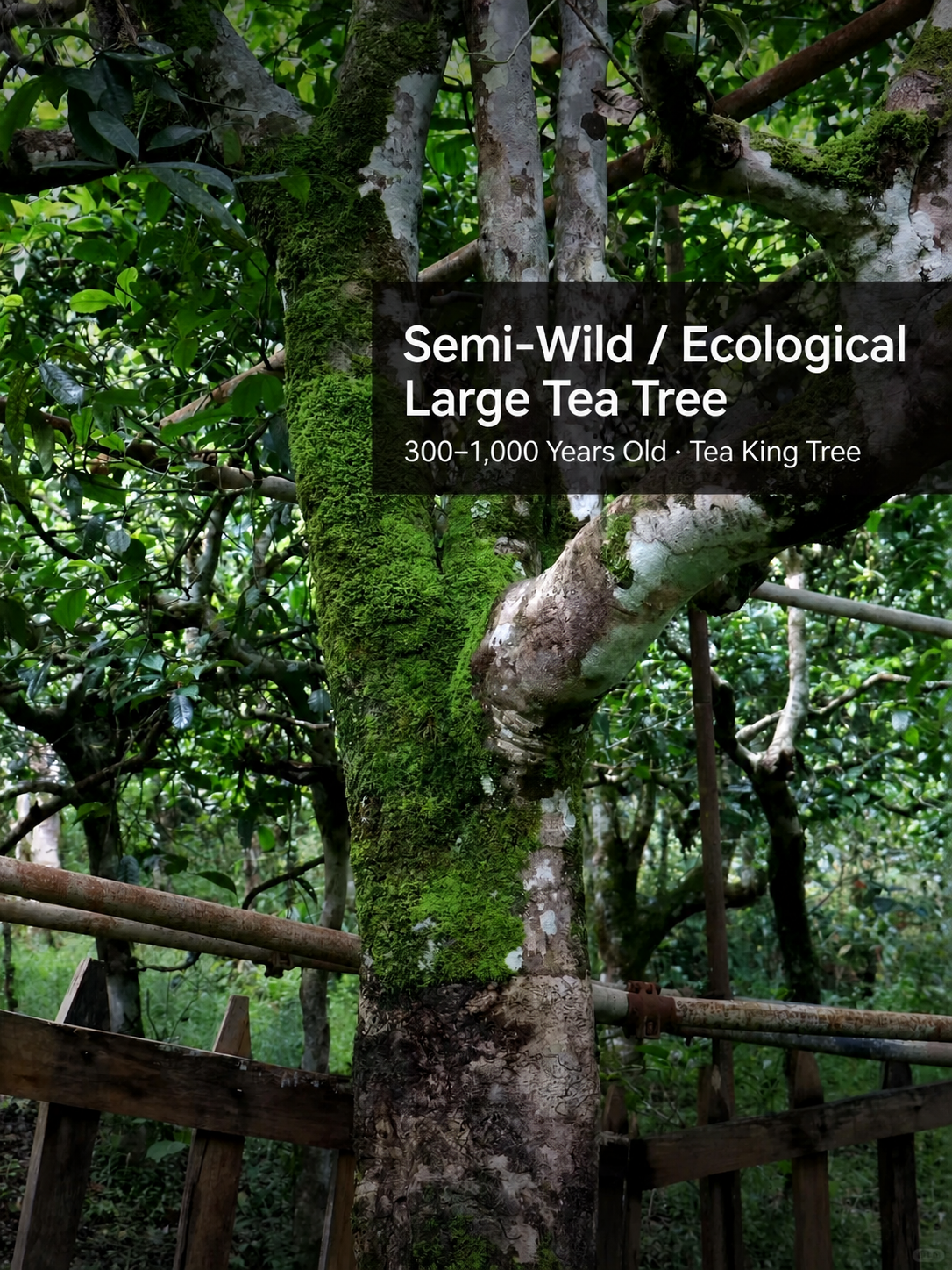 Deep roots of ancient tea trees and Pu-erh flavor