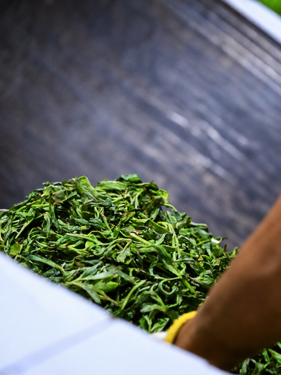 How ancient tree Pu-erh tea tastes
