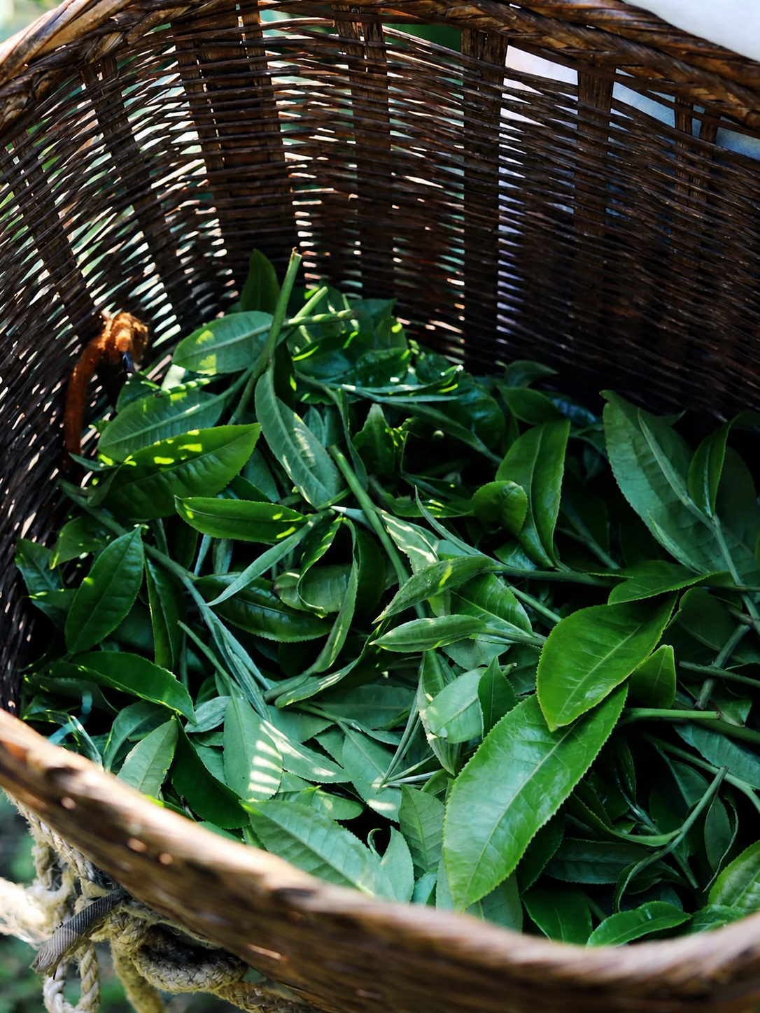 Ancient tree tea aroma texture and aftertaste