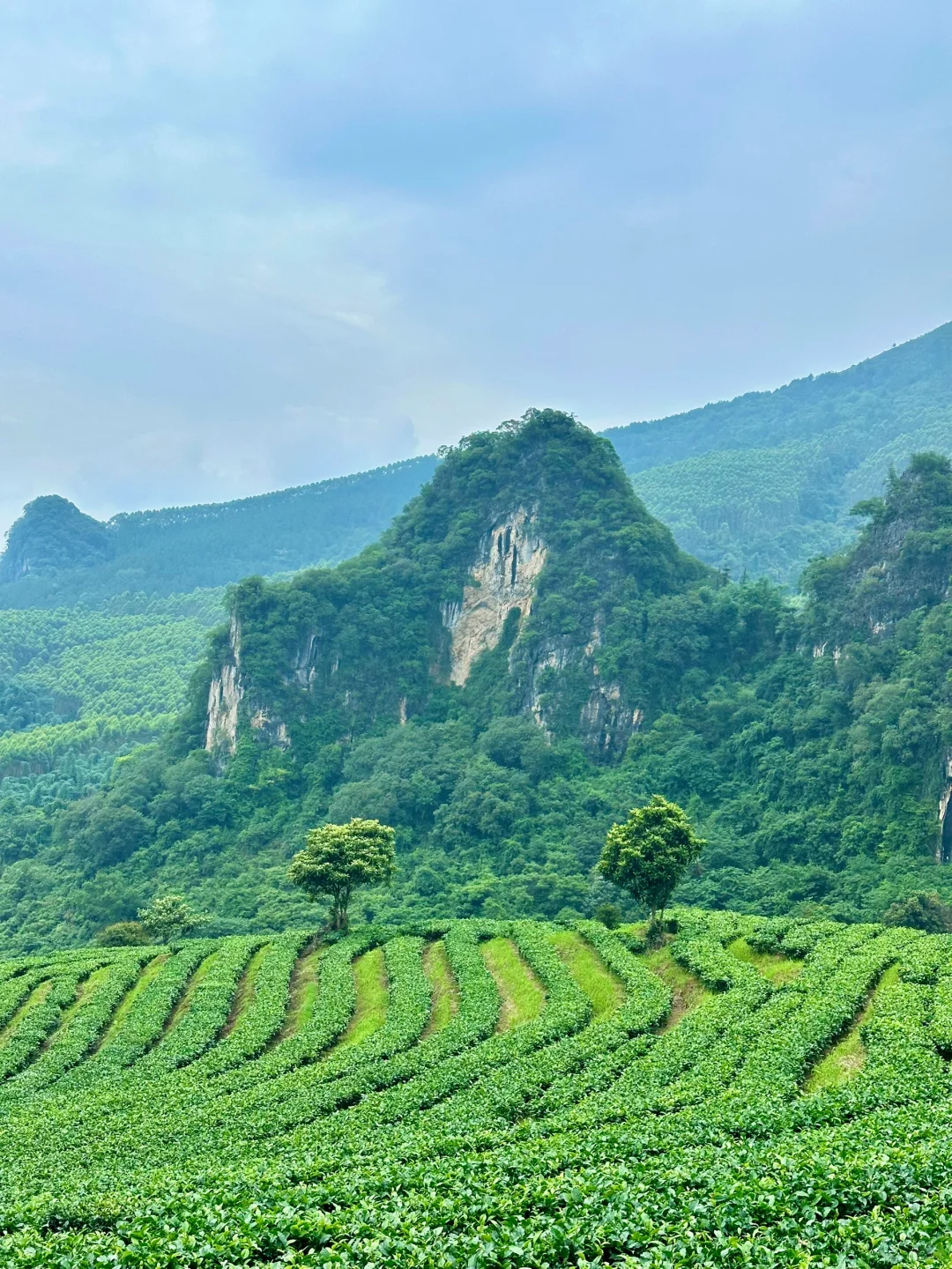 Chinese tea plantation in a misty mountain region showing the origin of good Chinese tea