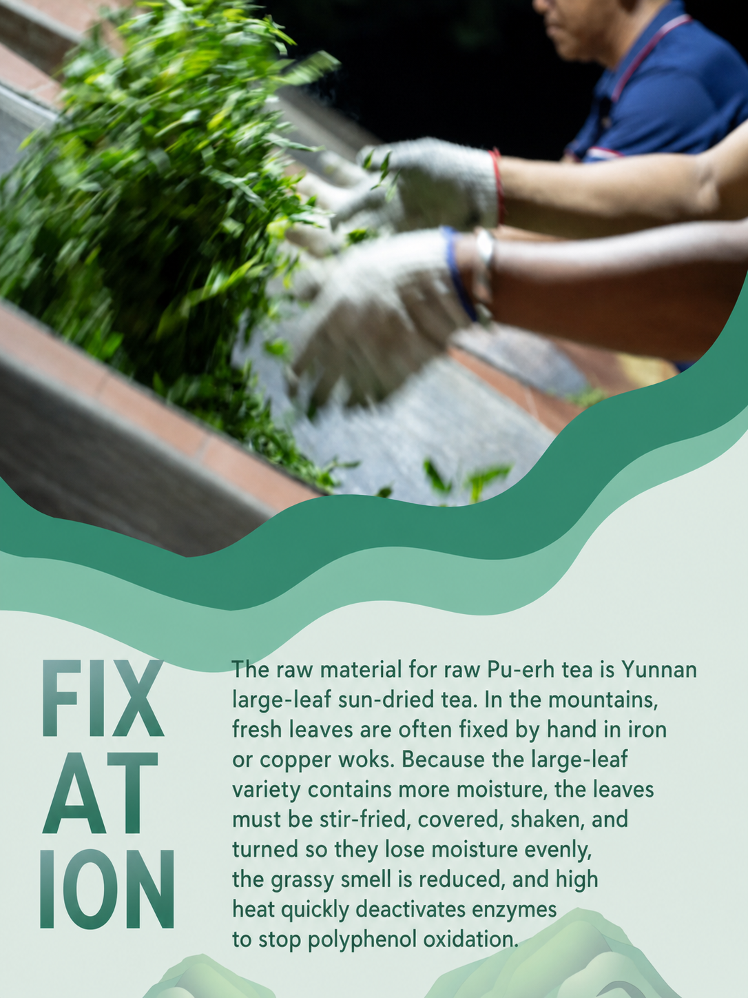 How raw Pu-erh tea is made