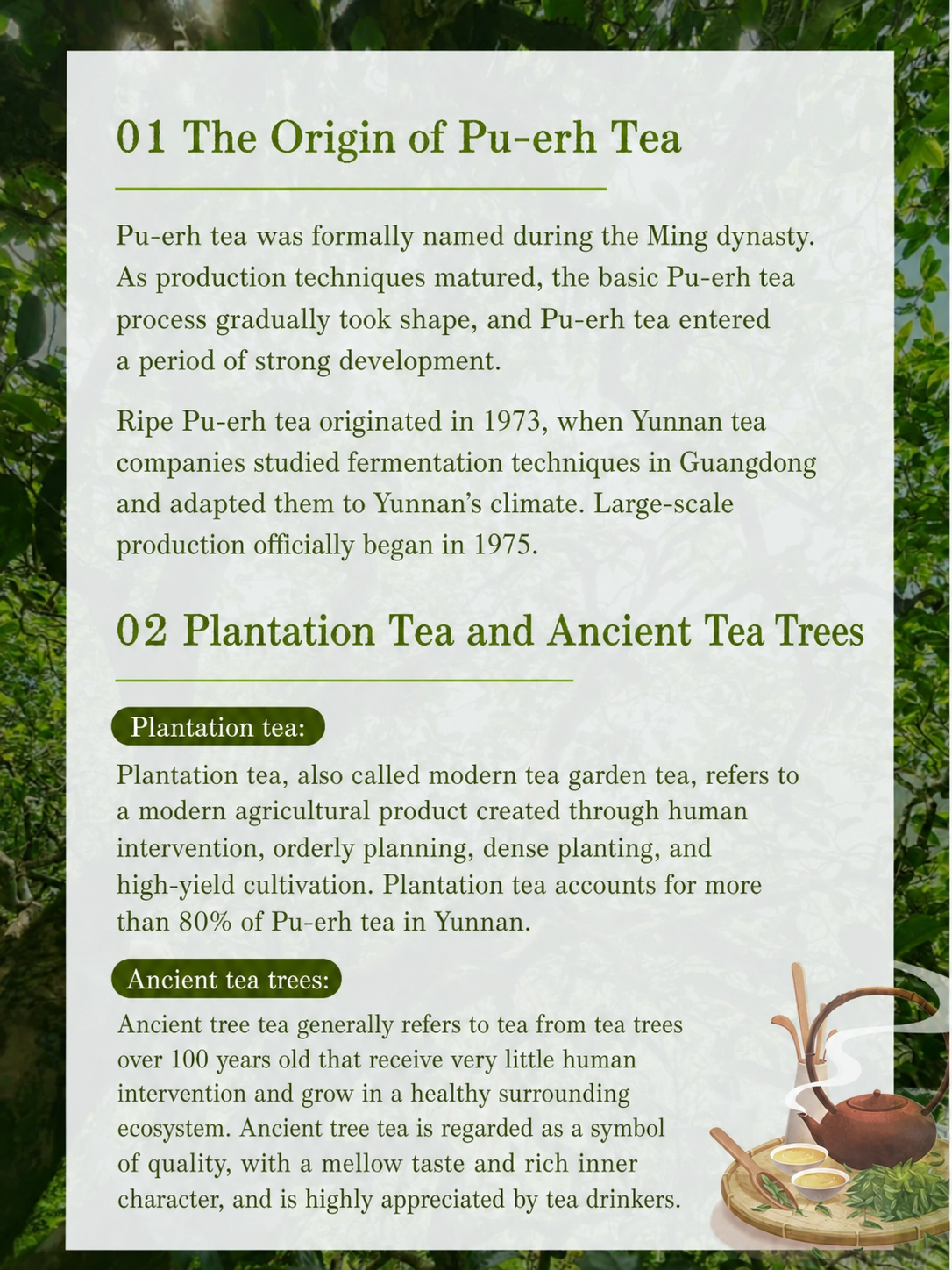Ancient tree Pu-erh tea and plantation tea comparison