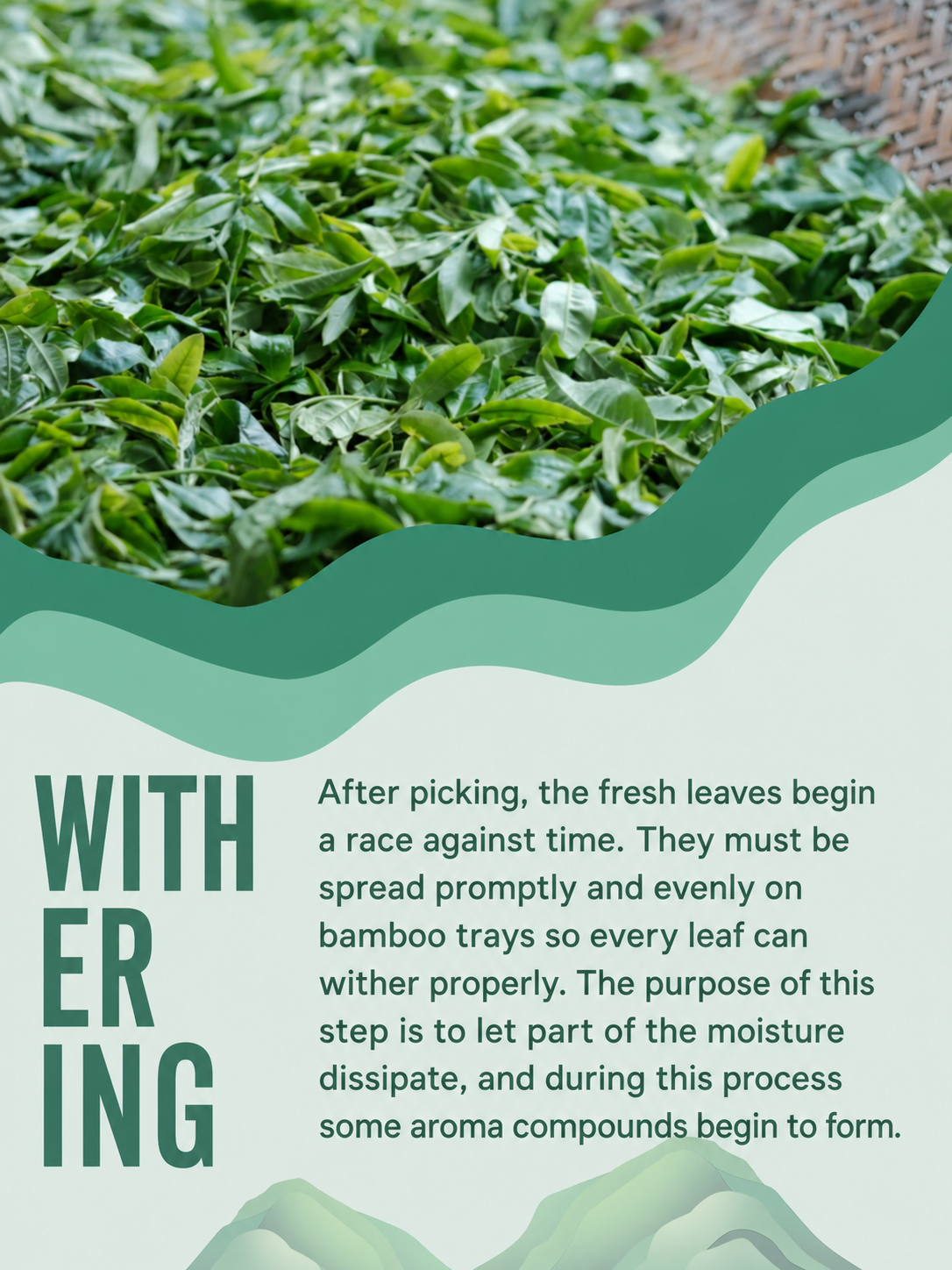 Ancient tree Pu-erh tea from Yunnan