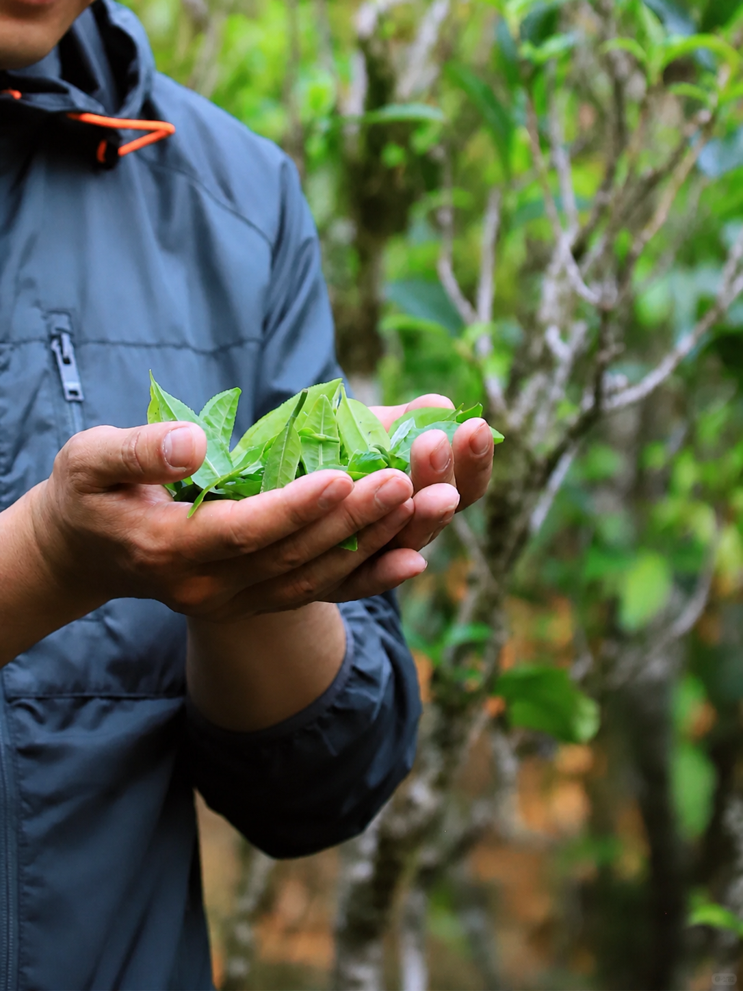 Ancient tea tree age classification guide