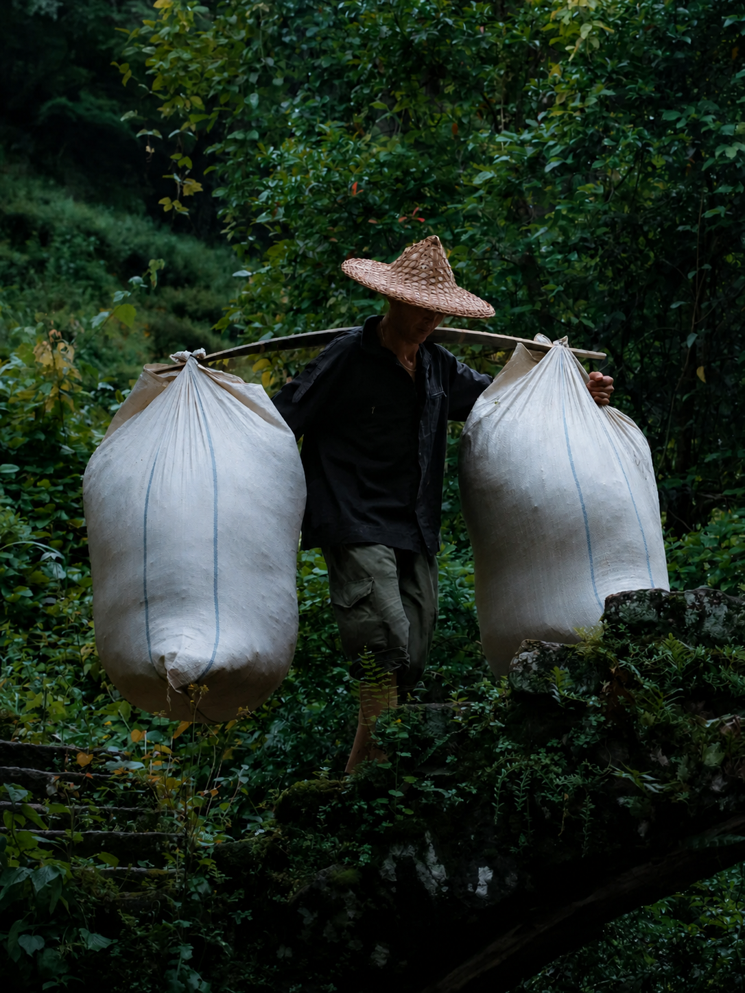 Chinese tea origins guide