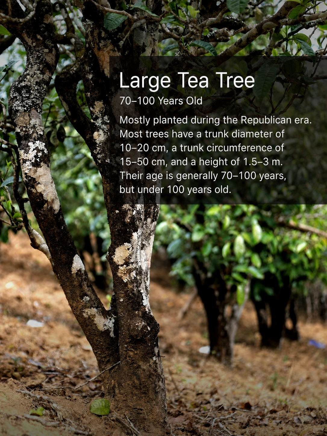 Traditional processing of ancient tree raw Pu-erh tea