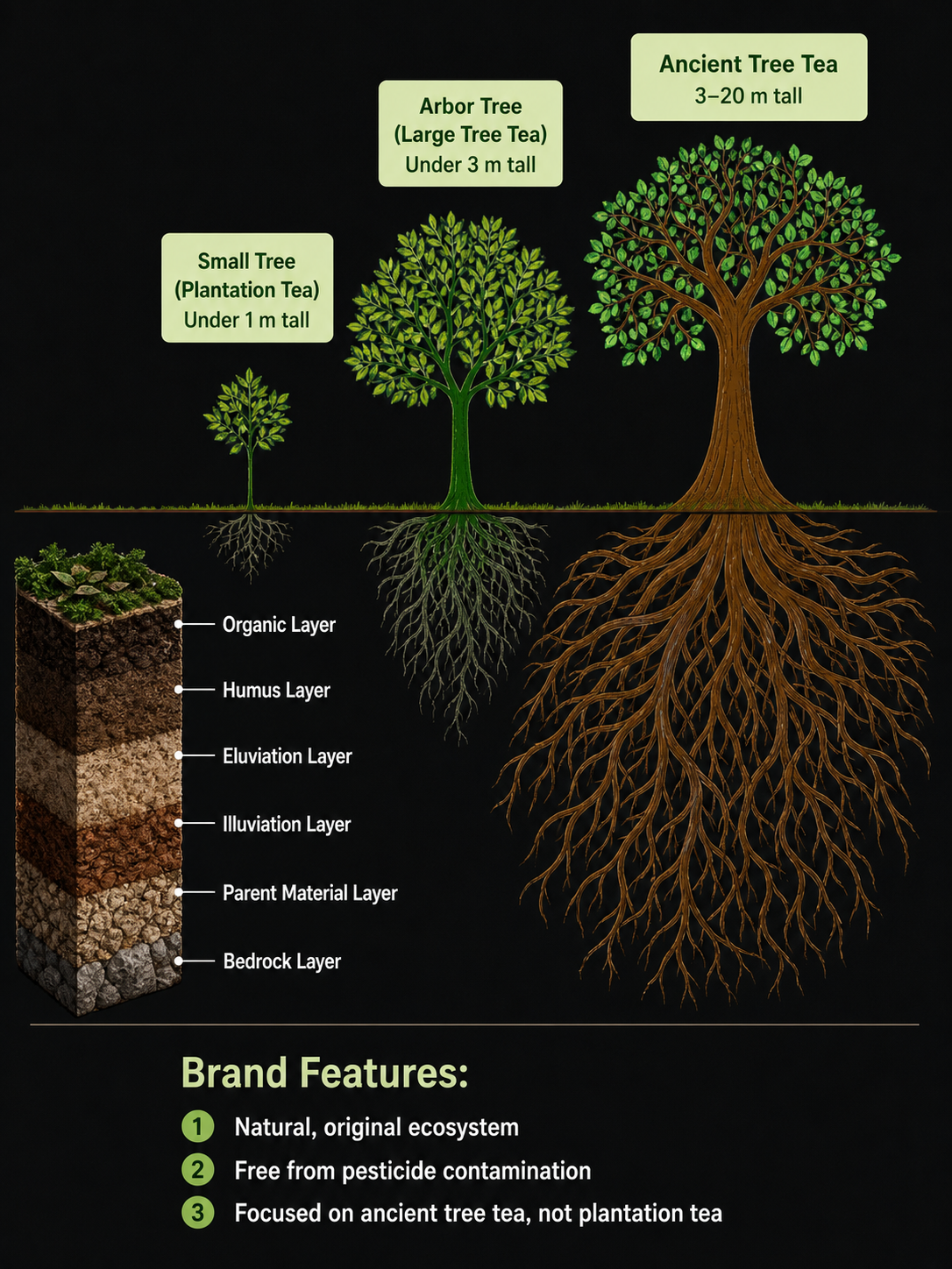 How to choose good ancient tree Pu-erh tea