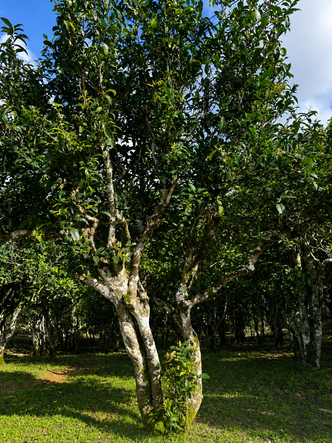 Wuyi rock tea origin guide