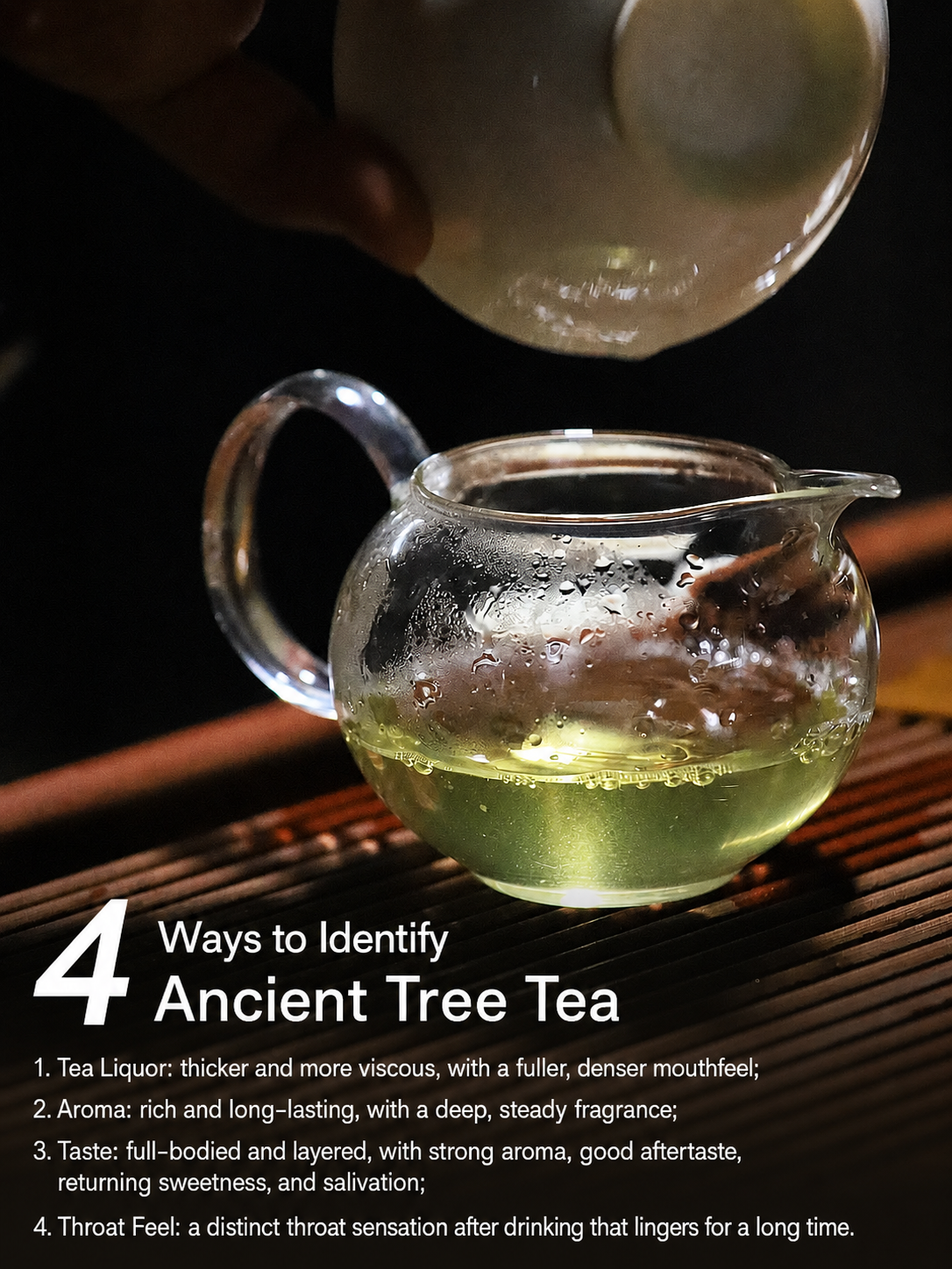 Ancient tree tea versus plantation tea