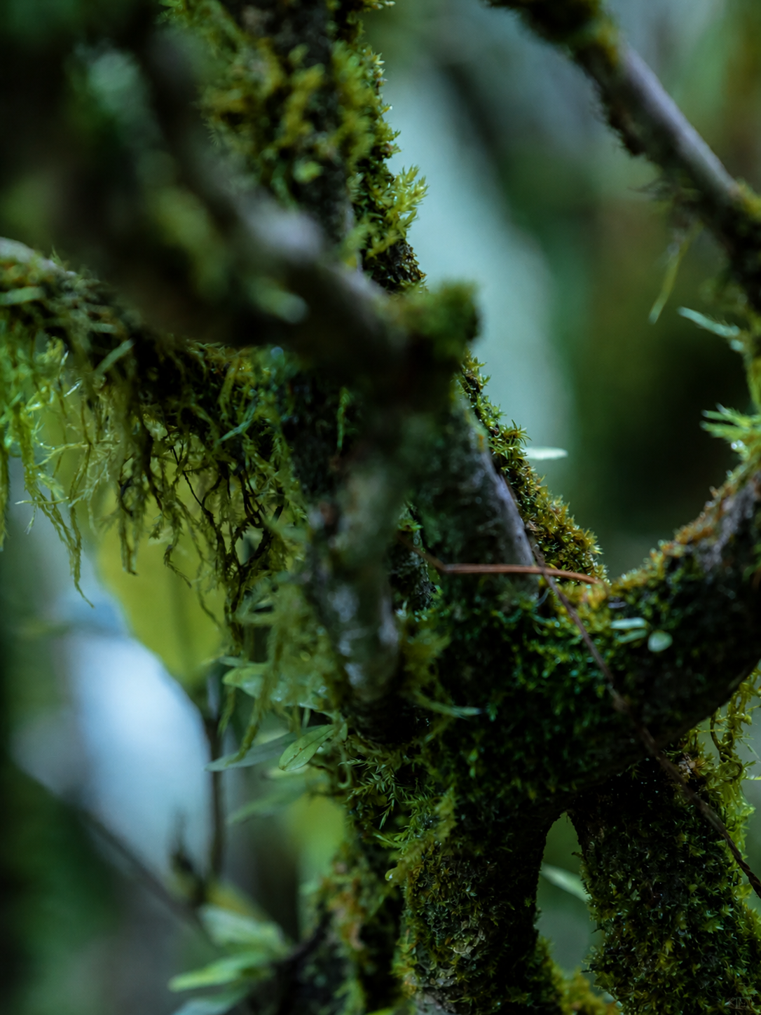 Yunnan ancient tea forests and Pu-erh origin