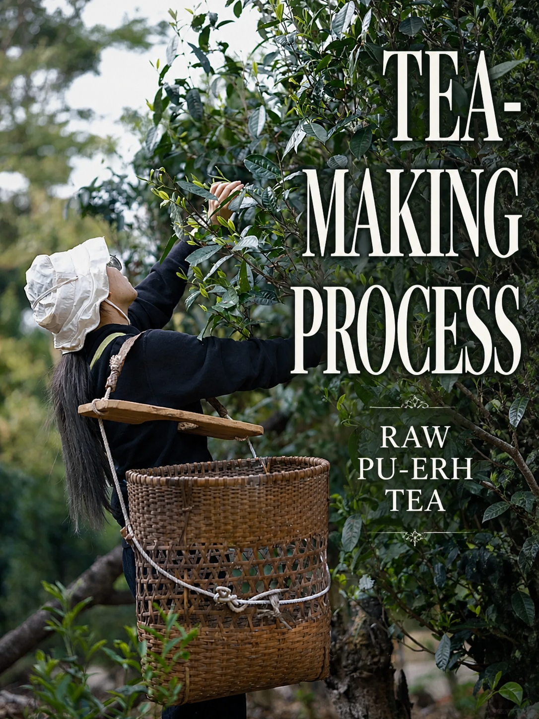 What is raw Pu-erh tea guide