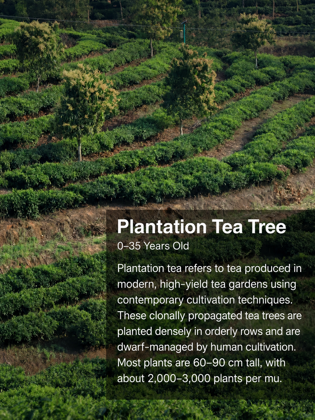 Ancient tree tea versus ordinary tea comparison