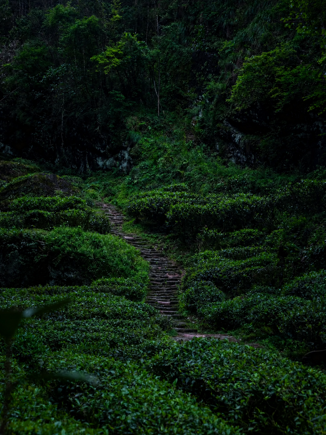 Where good Chinese tea comes from