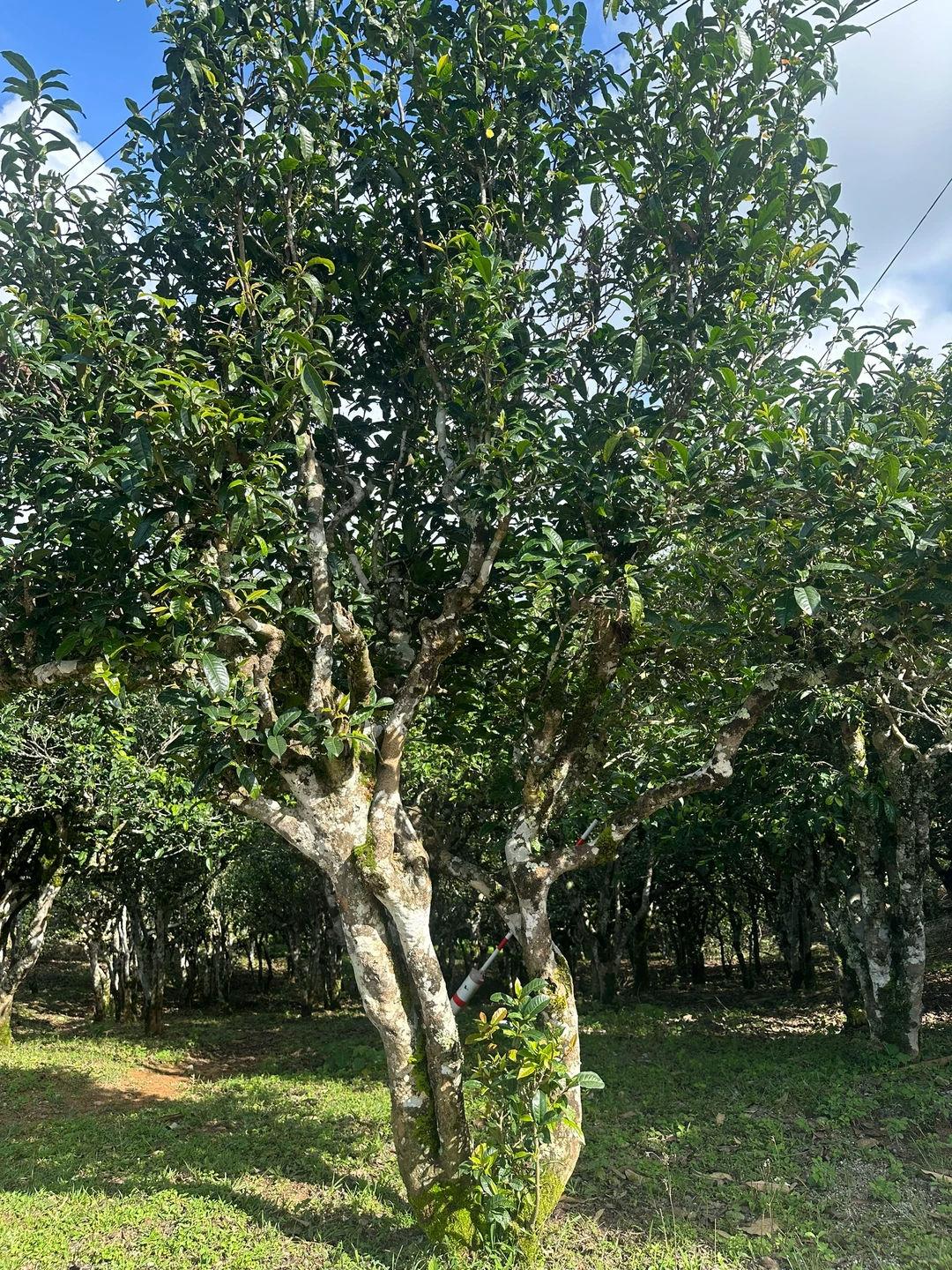 Yunnan ancient tea tree used for traditional Pu-erh tea production