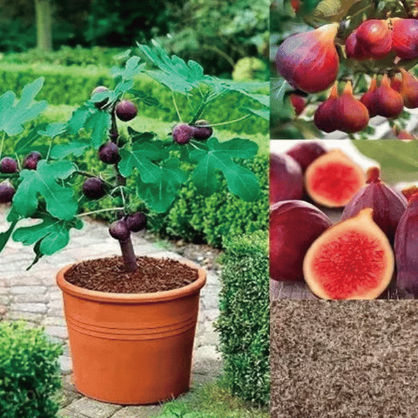 🏆Over 65,000 SOLD!🌿Mission Fig Tree Live Plant Seeds – Easy to grow on your porch and balcony at home