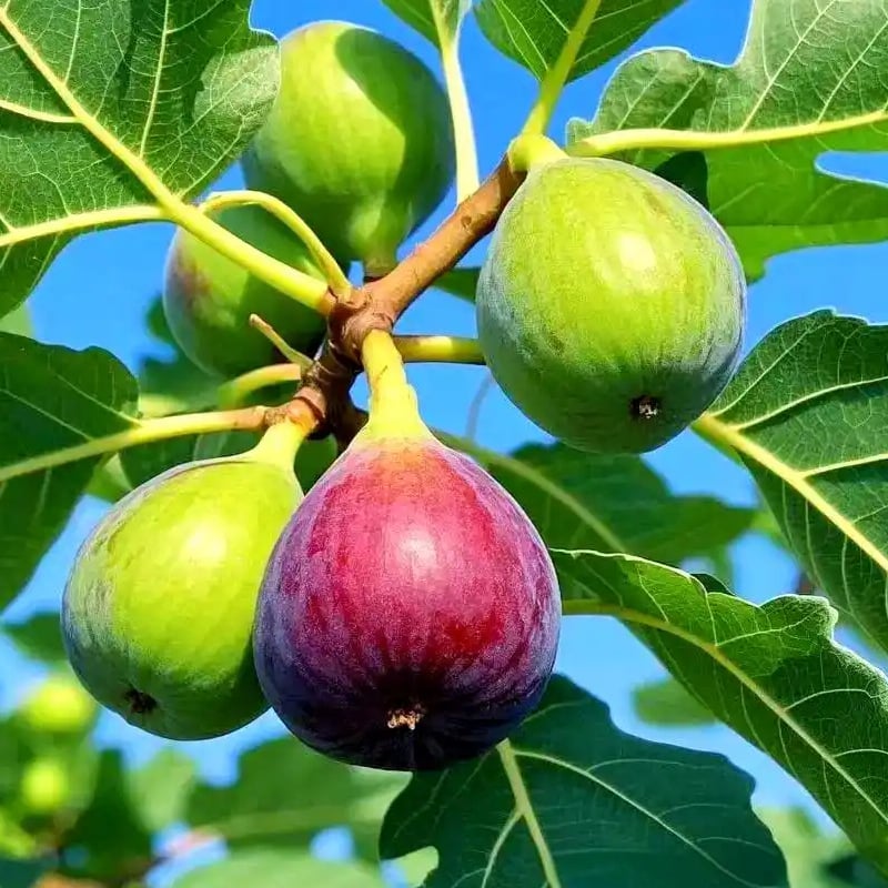 🏆Over 65,000 SOLD!🌿Mission Fig Tree Live Plant Seeds – Easy to grow on your porch and balcony at home