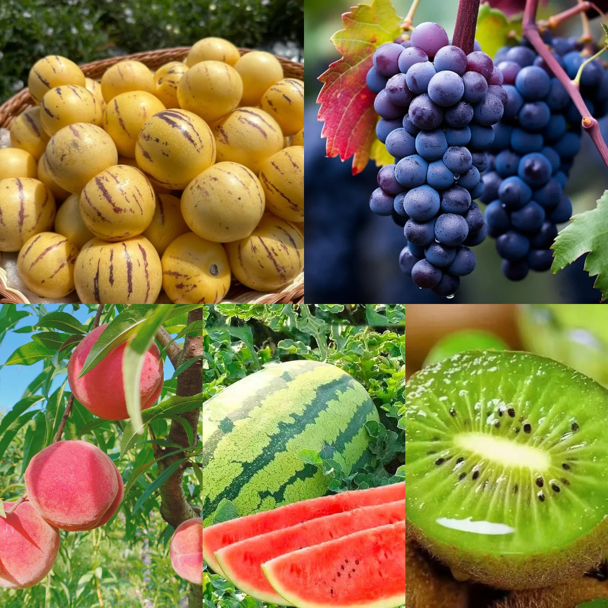 🍉🍇Отгледайте свой собствен рай от екзотични плодове! 🍑🍈 🥝