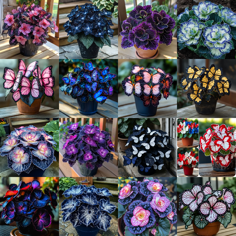 Бегония пеперуда: Освободете капризите си в градината! 🌿🦋