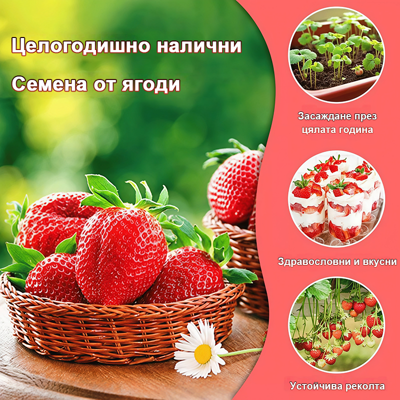 Семена от ягоди за целогодишно отглеждане🍓