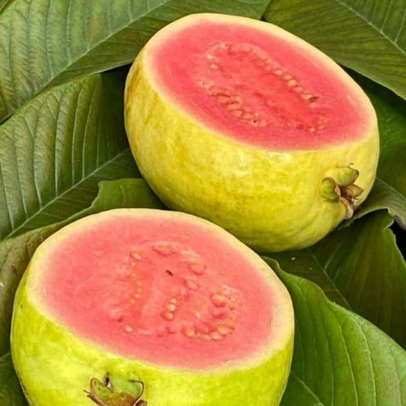 🔥Organické ružové guava semená | 🌿Predpripravené pre vysokú klíčivosť (99% klíčivosť)