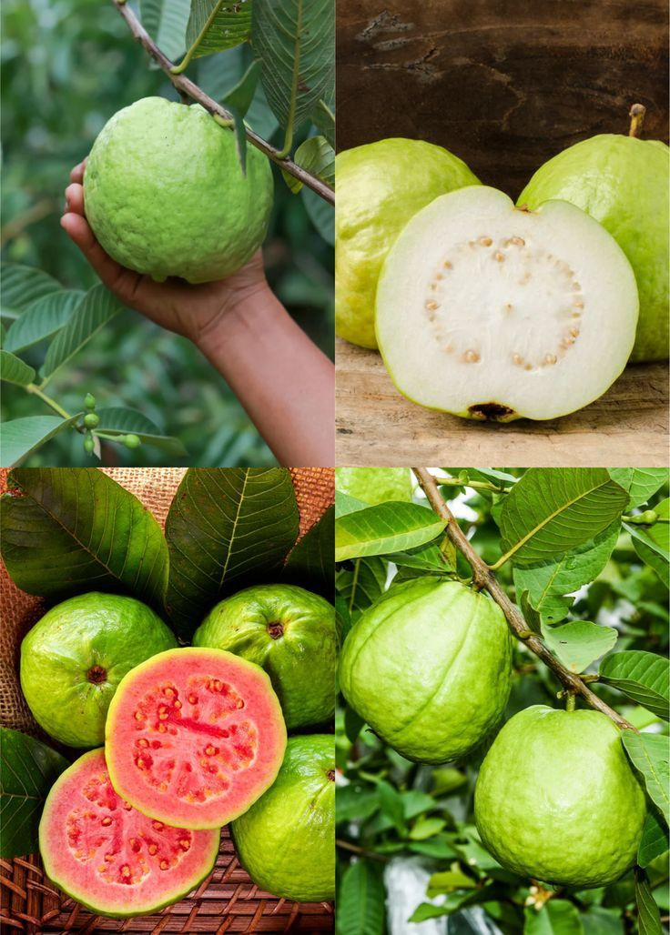 🔥Organické ružové guava semená | 🌿Predpripravené pre vysokú klíčivosť (99% klíčivosť)